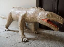 Besano - Museo dei fossili 2025
