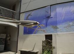 Besano - Museo dei fossili 2025