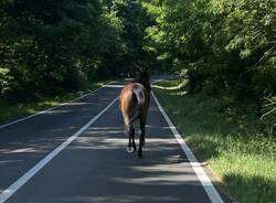 Cavallo scosso ispra