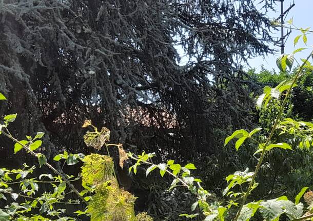 Degrado nell’ex casa del casellante a Legnano, nascosta dal verde incolto