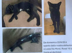 gatto sparito