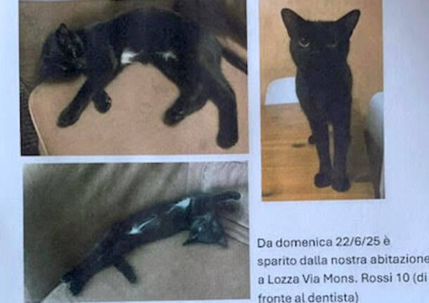 gatto sparito