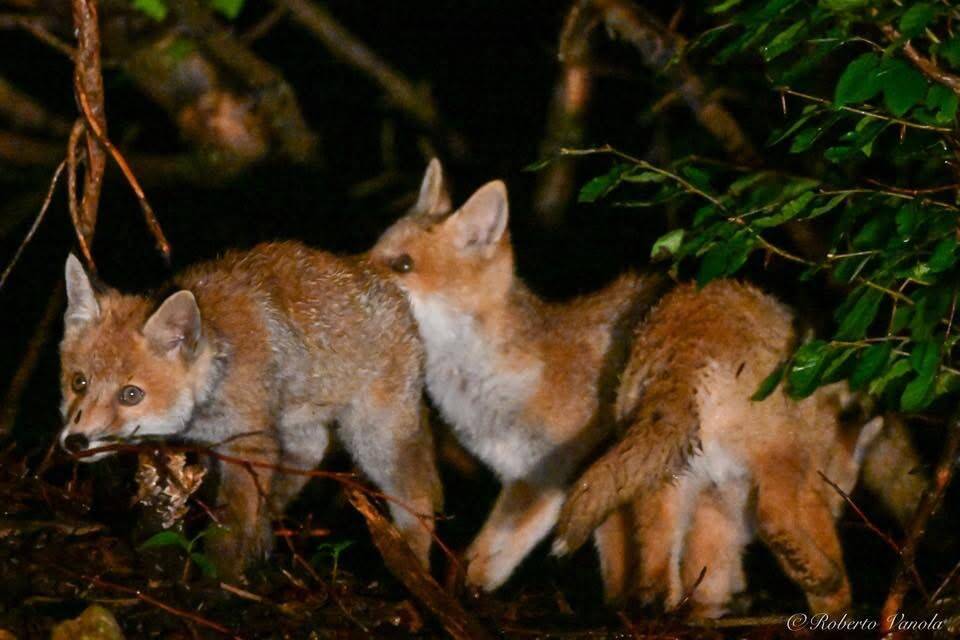 Le volpi al Campo dei Fiori 