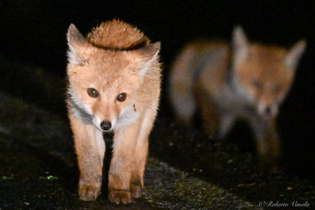 Le volpi al Campo dei Fiori 