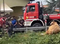 Mucche nel Villoresi: operazioni di recupero 