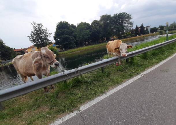 Mucche nel Villoresi: operazioni di recupero 