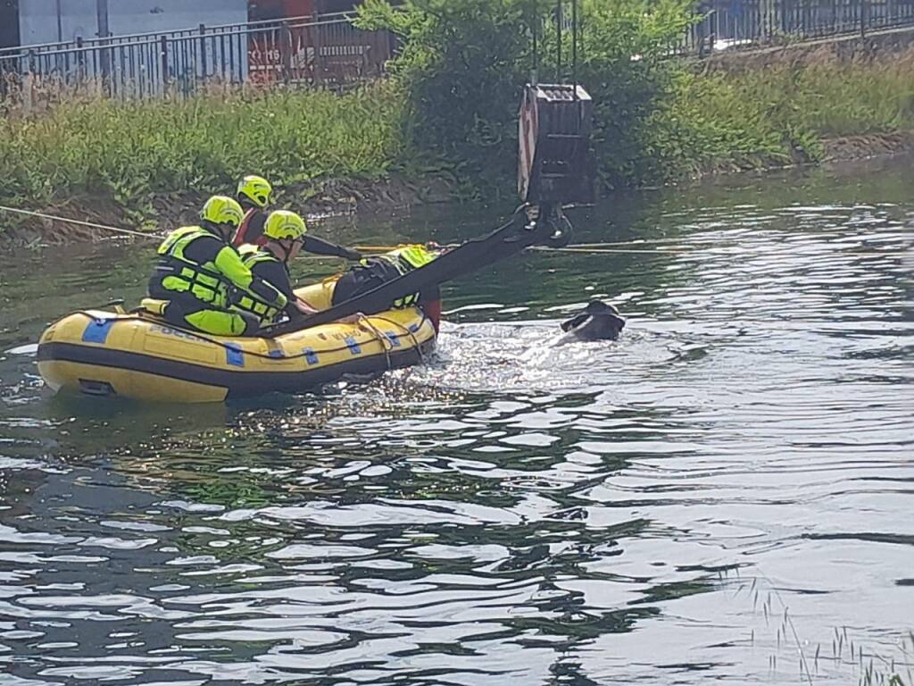 Mucche nel Villoresi: operazioni di recupero 