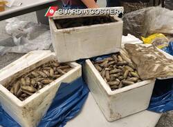 Prodotti ittici illegali tra i bagagli di Malpensa