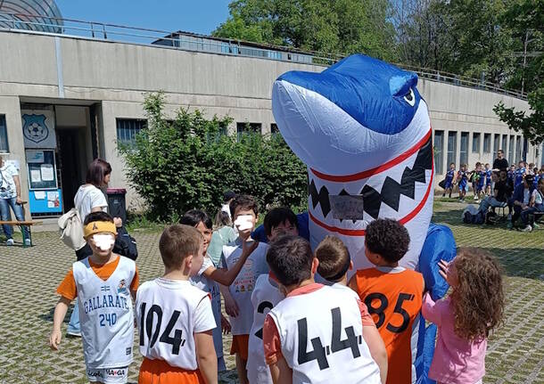 sharkfest albizzate