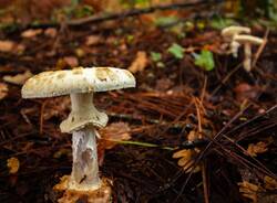 Amanita phalloides 