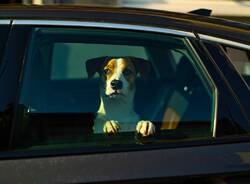 cane chiuso in auto