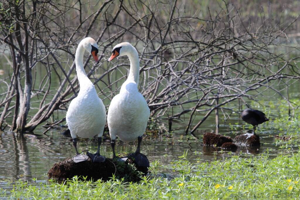 \"La bellezza salverà il mondo\"