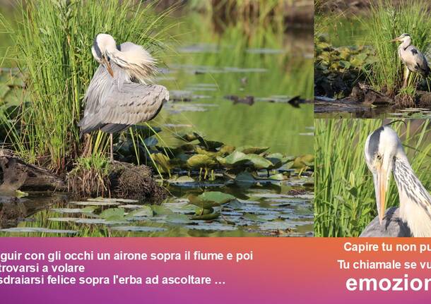 Emozioni
