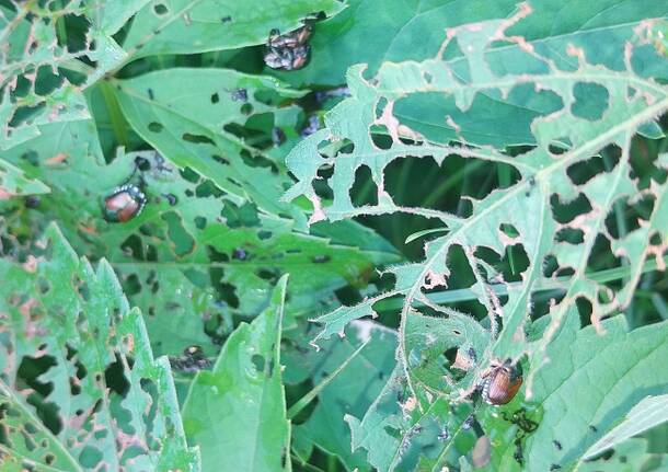 POPILLIA JAPONICA