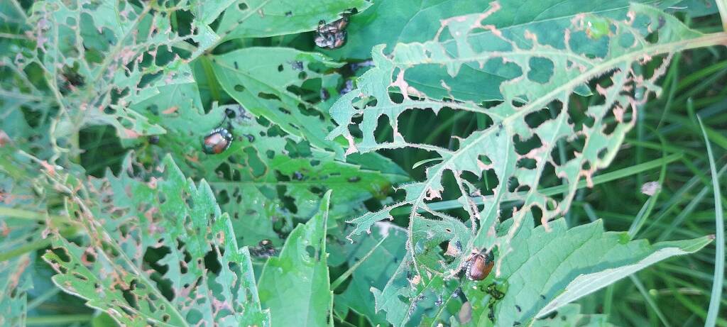 POPILLIA JAPONICA