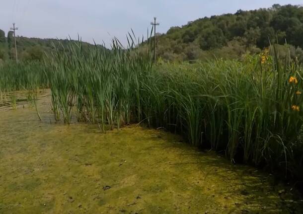VITA NEL PLIS: UN MONDO DA SCOPRIRE