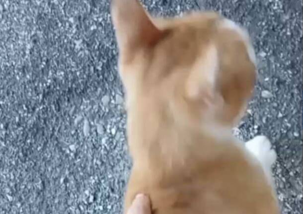 Ritrovata gattina a Germignaga