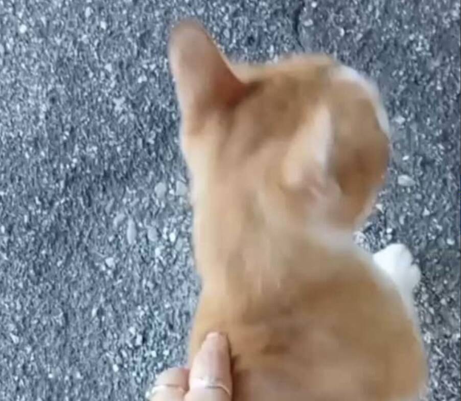 Ritrovata gattina a Germignaga
