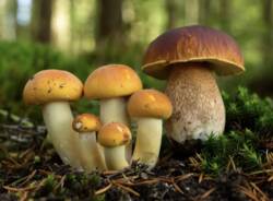 funghi generici AI
