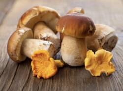 funghi generici AI