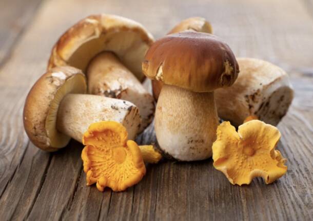 funghi generici AI
