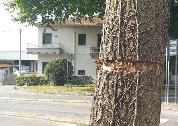 gallarate generico