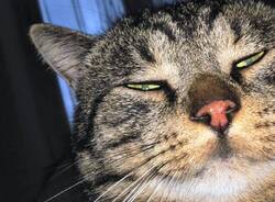 gatto scomparso Cardano al Campo