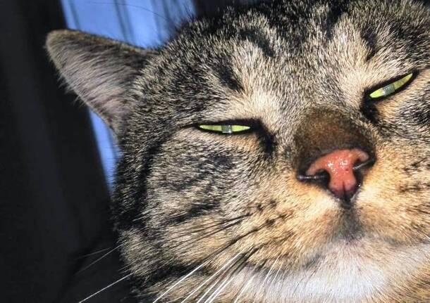 gatto scomparso Cardano al Campo
