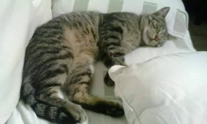 gatto scomparso Cardano al Campo