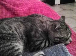 gatto scomparso Cardano al Campo