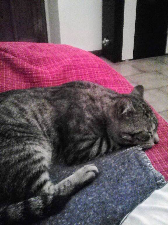 gatto scomparso Cardano al Campo