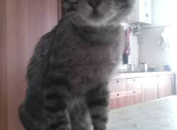 gatto scomparso Cardano al Campo