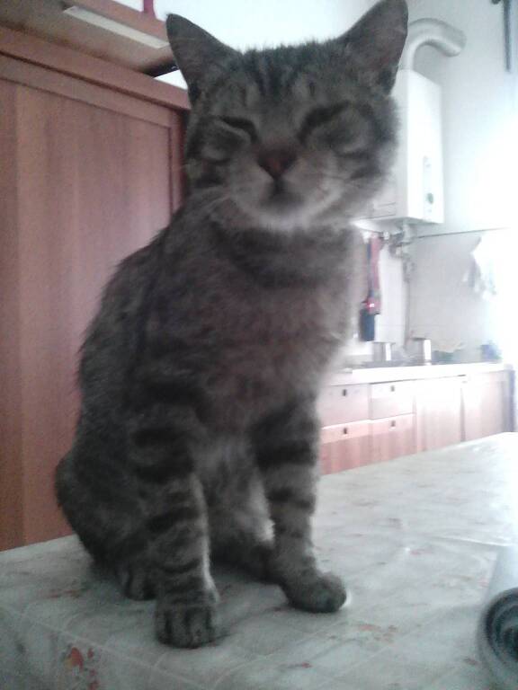 gatto scomparso Cardano al Campo