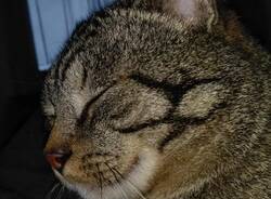 gatto scomparso Cardano al Campo