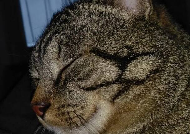 Chicco il gatto scomparso da Cardano al Campo