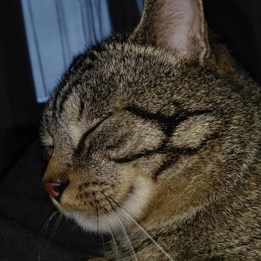 gatto scomparso Cardano al Campo
