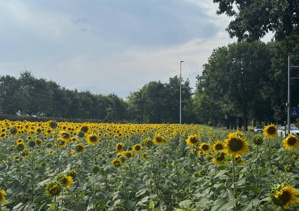 girasoli cerro maggiore