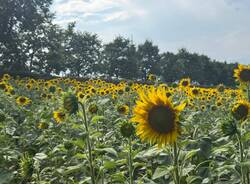 girasoli cerro maggiore