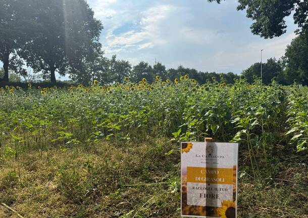 girasoli cerro maggiore