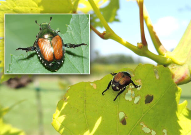 popillia japonica foto agroscope svizzera