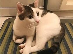 Smarrito a Turate il gatto Merlino