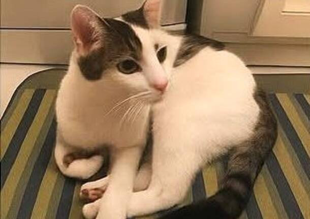 Chi ha visto Merlino? E’ scomparso a Turate