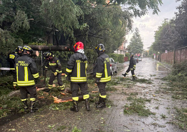 Albero caduto in via Galileo Ferraris a Legnano per il maltempo