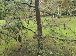 albero infettato al Parco Bassetti