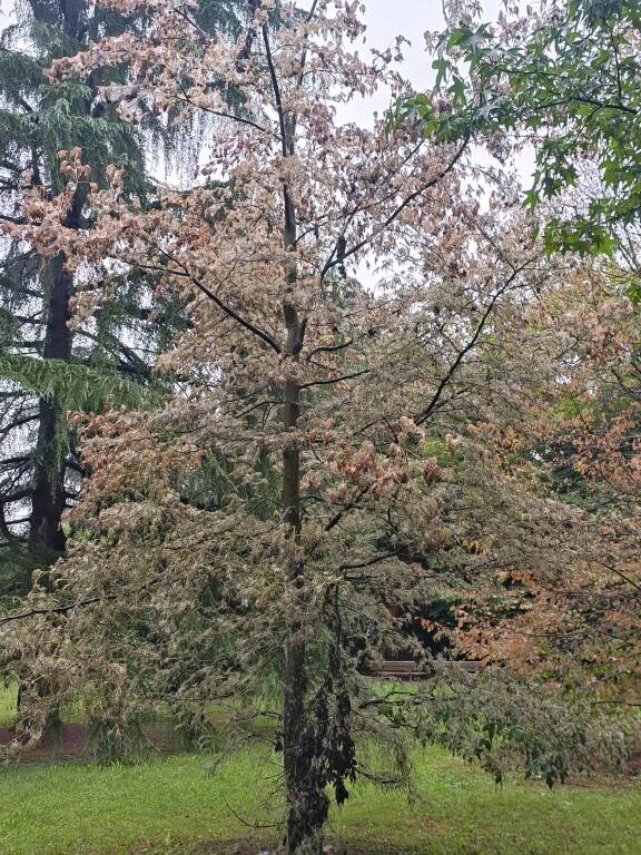 albero infettato al Parco Bassetti