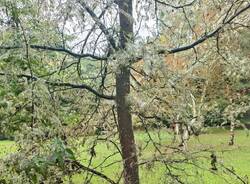 albero infettato al Parco Bassetti