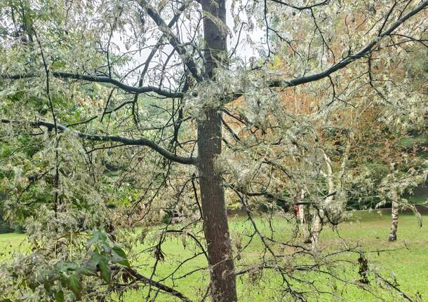 albero infettato al Parco Bassetti