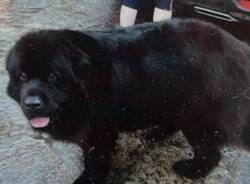 Cerchiamo Cleo, scomparso a Besozzo