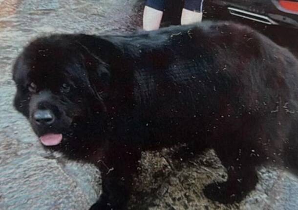 Cerchiamo Cleo, scomparso a Besozzo