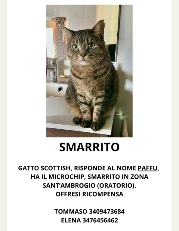 Ho smarrito il mio gatto